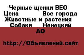 Черные щенки ВЕО › Цена ­ 5 000 - Все города Животные и растения » Собаки   . Ненецкий АО